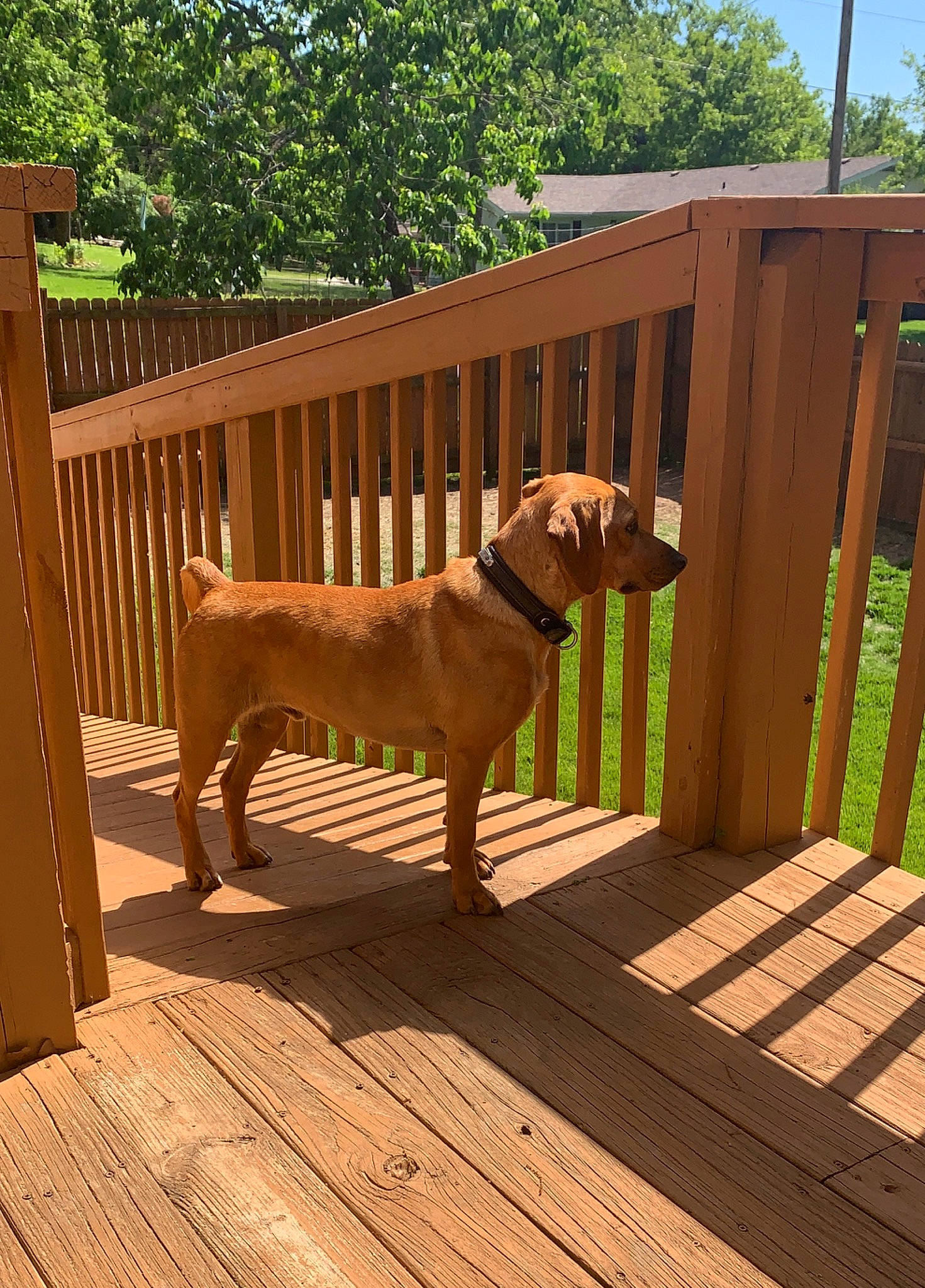 Buddy is registered to the contest to win money with this photo: carnivore, chair, companion_dog, dog, dog_breed, dog_supply, fawn, fence, floor, flooring, gun_dog, hardwood, pet_supply, plank, plant, sky, tree, wood, wood_stain, working_animal