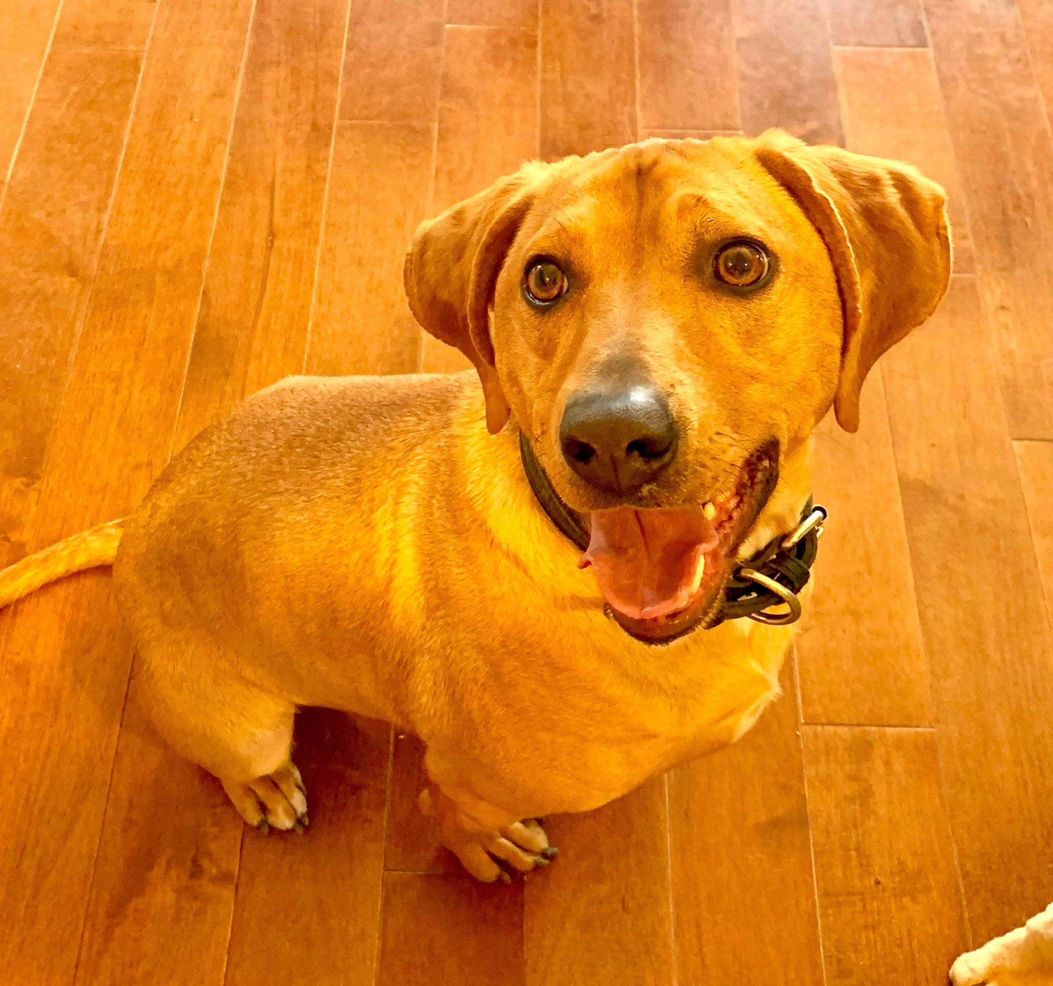 Buddy joined the competition — help win amazing prizes! canidae, carnivore, companion_dog, dog, dog_breed, ear, eye, fawn, floor, flooring, fur, hardwood, liver, pet_supply, snout, sporting_group, varnish, whiskers, wood, working_animal