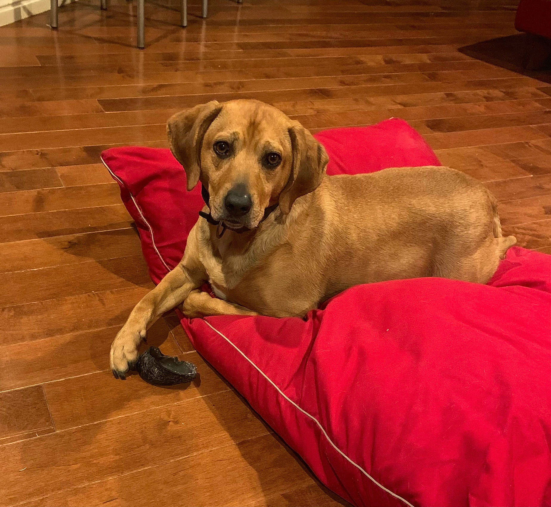 Buddy is registered to the contest to win money with this photo: carnivore, collar, comfort, companion_dog, dog, dog_breed, dog_collar, dog_supply, fawn, floor, flooring, gun_dog, hardwood, liver, pet_supply, snout, sporting_group, tail, wood, working_animal