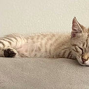 Nougat a rejoint le concours — aidez-le/la à gagner de superbes lots ! kitten, cat, sleeping, resting, feline, pet, indoor, couch, gray, fur, cute, animal, relaxed, peaceful, small, domestic, whiskers, ears, paws, nap