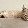 kitten, cat, sleeping, resting, feline, pet, indoor, couch, gray, fur, cute, animal, relaxed, peaceful, small, domestic, whiskers, ears, paws, nap