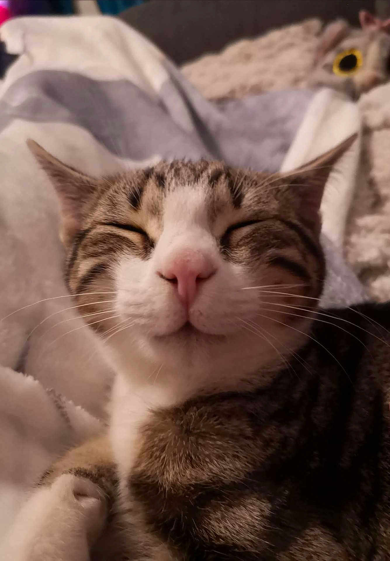 Neji joined the competition — help win amazing prizes! cat, tabby, closeup, pink_nose, sleepy, cozy, blanket, fur, whiskers, pet, animal, indoor, cute, face, relaxed, snuggle, soft, comfort, mammal, resting
