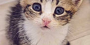 Neji is registered to the contest to win money with this photo: kitten, cat, pet, fur, cute, animal, whiskers, eyes, small, young, tabby, domestic_cat, feline, portrait, indoor, soft, adorable, curious, paws, closeup