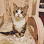 Neji joined the competition — help win amazing prizes! cat, kitten, tabby, wicker_chair, floral_cushion, indoor, pet, cute, animal, feline, sitting, looking_up, ears, whiskers, pink_nose, soft_light, cozy, home, furniture, curious
