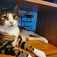 Neji is registered to the contest to win money with this photo: cat, tabby, pet, animal, feline, sitting, indoor, wooden_shelf, curious, relaxed, whiskers, pink_nose, fur, eyes, paws, striped, house, cozy, resting, closeup