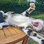 Neji is registered to the contest to win money with this photo: cat, stretching, yawning, mouth_open, outdoor, wooden_table, greenery, grass, pet, animal, tabby, whiskers, paws, feline, sunlight, relaxing, nature, playful, tongue, fur