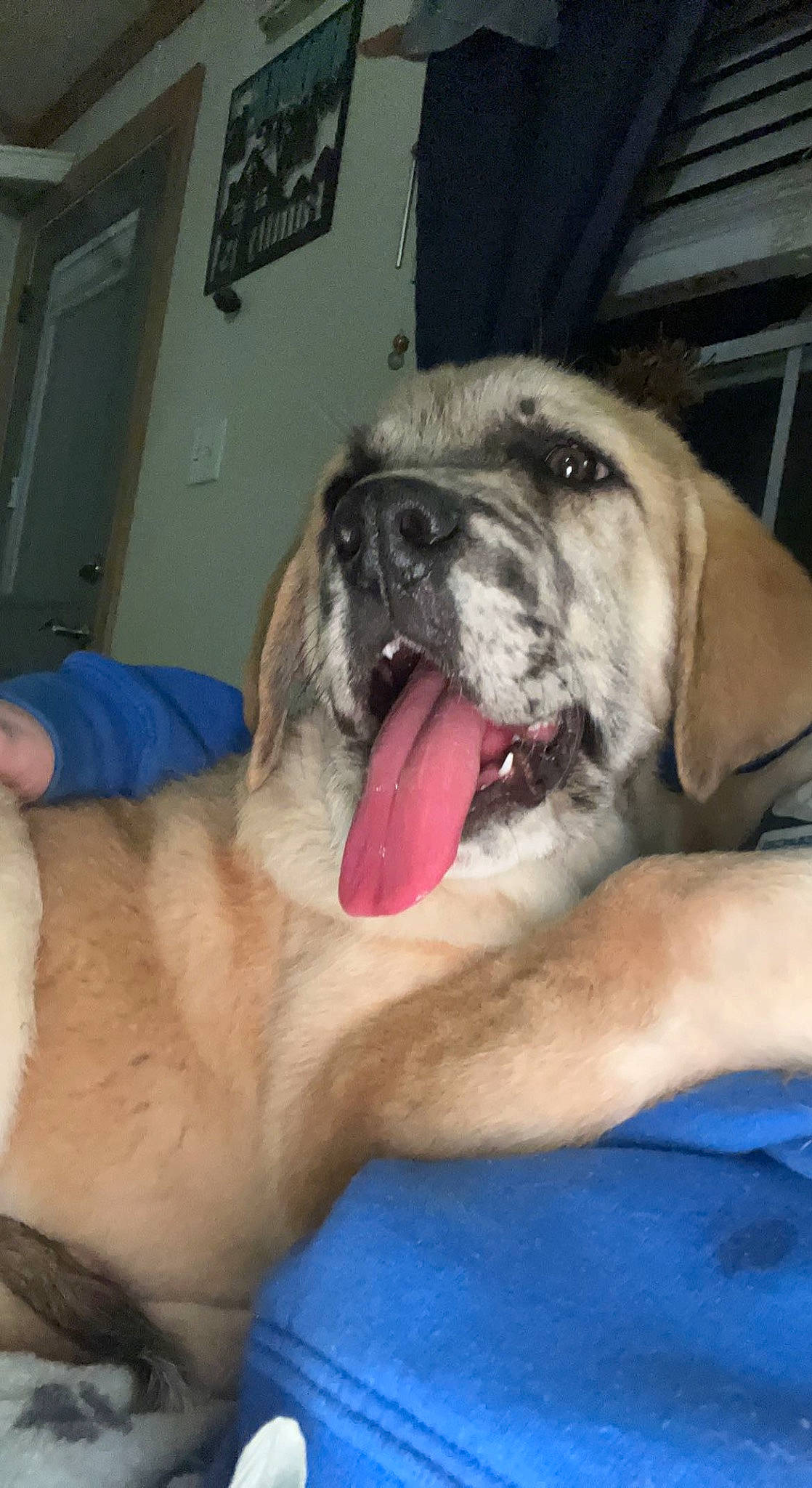 Scout joined the competition — help win amazing prizes! canidae, carnivore, companion_dog, dog, dog_breed, english_mastiff, fang, fawn, flesh, foot, guard_dog, non_sporting_group, paw, snout, sporting_group, terrestrial_animal, whiskers, working_animal, working_dog, wrinkle