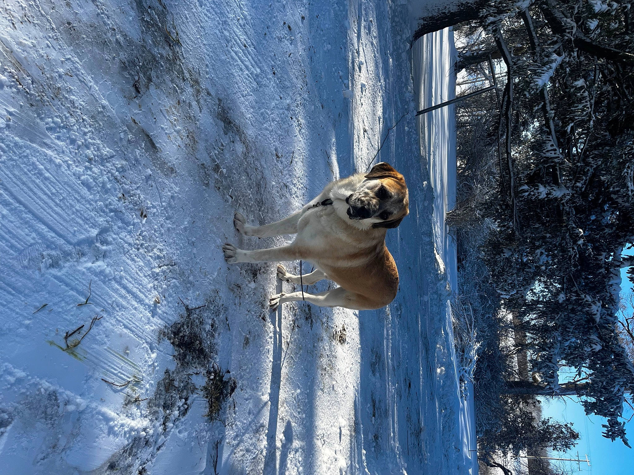 Scout is registered to the contest to win money with this photo: adventure, carnivore, daytime, dog, dog_breed, electric_blue, freezing, frost, glacial_landform, ice_cap, plant, recreation, sky, slope, snow, tree, trunk, water, winter, wood