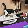 cat, tabby, white, animal, pet, scale, veterinary, clinic, medical_equipment, countertop, treats, jar, purple_mat, device, indoor, curious, feline, small_animal, exam_room, healthcare