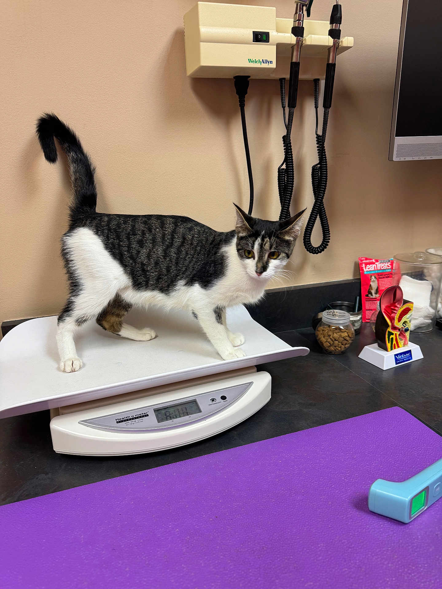 Marshmallow is registered to the contest to win money with this photo: cat, tabby, white, animal, pet, scale, veterinary, clinic, medical_equipment, countertop, treats, jar, purple_mat, device, indoor, curious, feline, small_animal, exam_room, healthcare