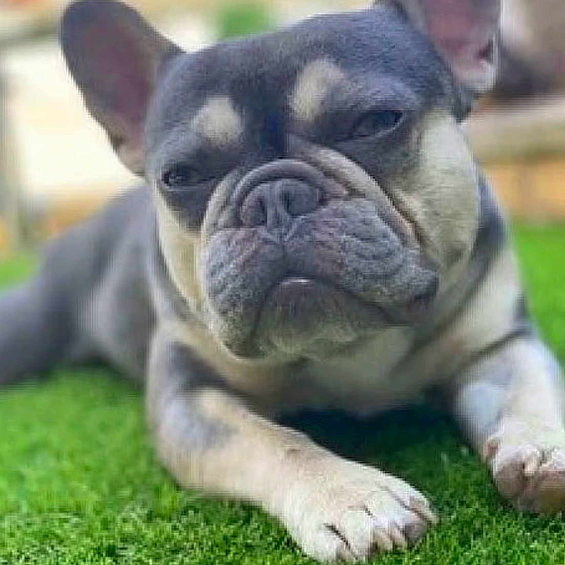 Mik is registered to the contest to win money with this photo: dog, french_bulldog, pet, animal, grass, outdoor, cute, lying_down, close_up, fur, ears, face, paws, expression, muzzle, portrait, canine, nature, resting, domestic_animal