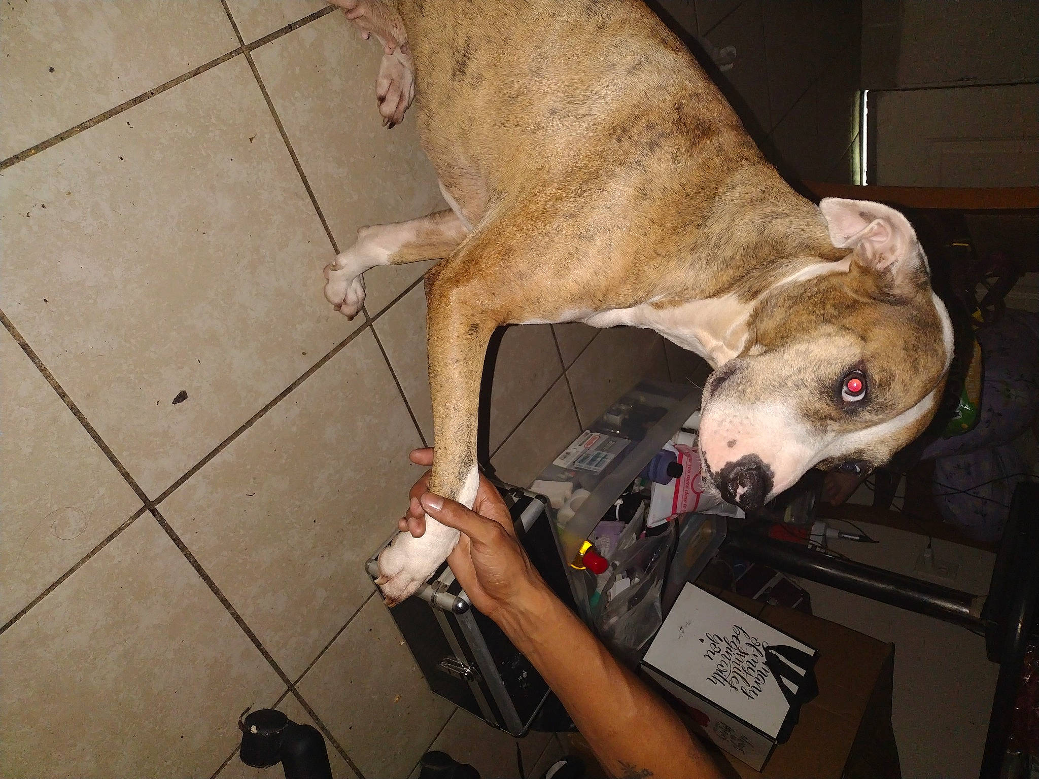 Cookie joined the competition — help win amazing prizes! canidae, carnivore, collar, companion_dog, dog, dog_breed, dog_collar, dog_supply, fawn, fur, leash, pet_supply, rampur_greyhound, sighthound, snout, sporting_group, street_dog, toy_dog, whiskers, working_animal