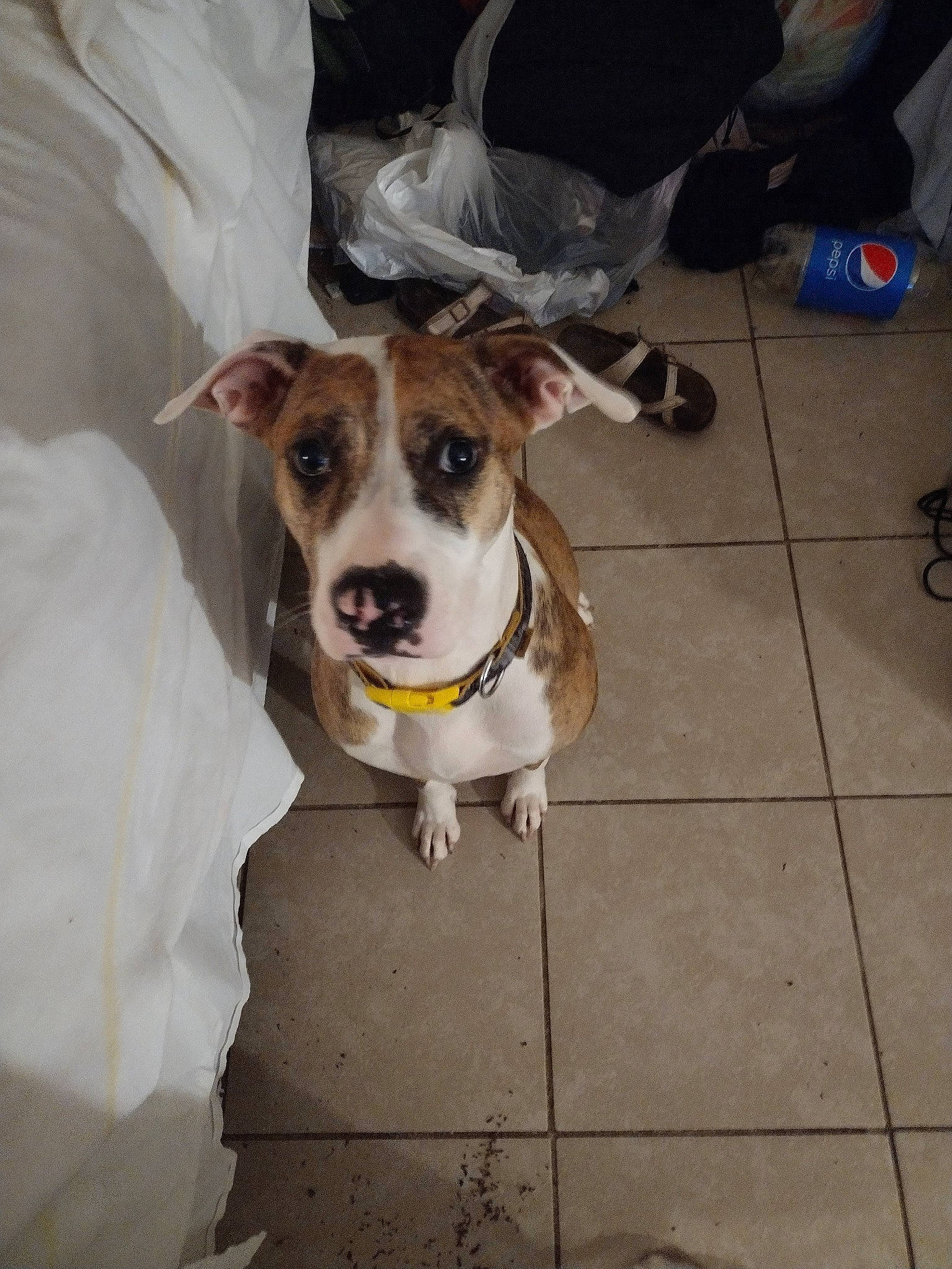 Cookie is registered to the contest to win money with this photo: canidae, carnivore, collar, companion_dog, dog, dog_breed, dog_clothes, dog_collar, dog_supply, fawn, flooring, leash, non_sporting_group, pet_supply, terrier, tile_flooring, whiskers, working_animal