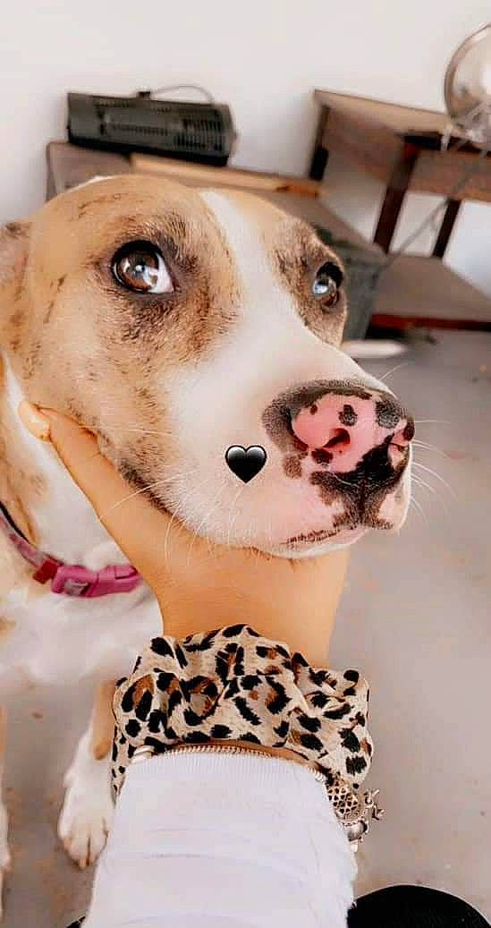 Cookie joined the competition — help win amazing prizes! canidae, carnivore, collar, companion_dog, dog, dog_breed, dog_clothes, dog_collar, dog_supply, ear, eyelash, eyewear, fawn, fur, pattern, pet_supply, selfie, snout, whiskers, working_animal