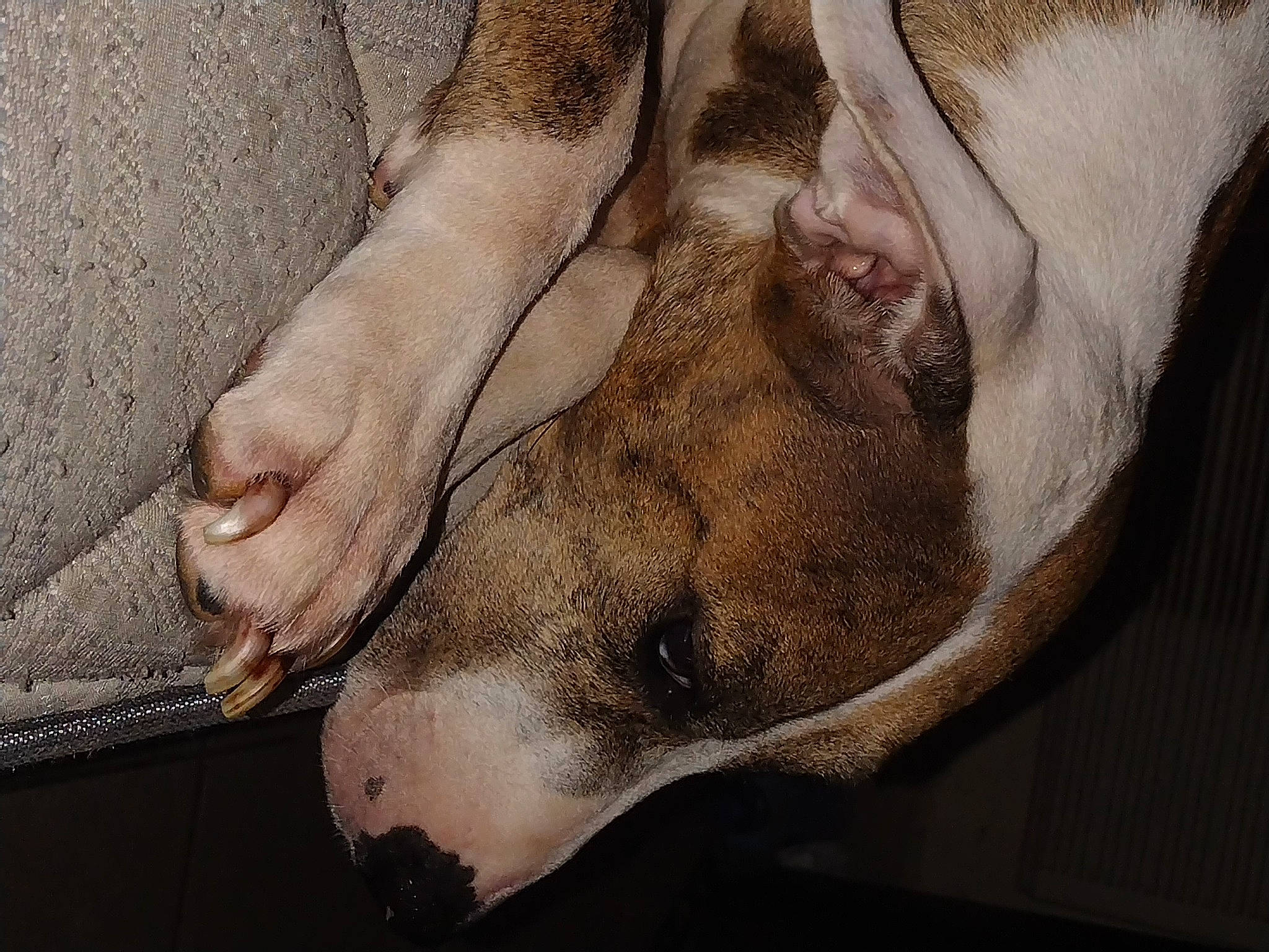 Cookie joined the competition — help win amazing prizes! barefoot, carnivore, close_up, dog, dog_breed, fawn, foot, fur, gesture, human_body, human_leg, jaw, leg, livestock, snout, sporting_group, terrestrial_animal, toe, whiskers, wrinkle