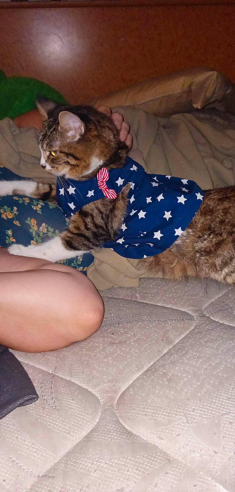 Giggity joined the competition — help win amazing prizes! bed, canidae, carnivore, cat, comfort, domestic_short_haired_cat, fawn, felidae, foot, fur, human_leg, lap, linens, paw, sitting, small_to_medium_sized_cats, tail, thigh, tree, whiskers