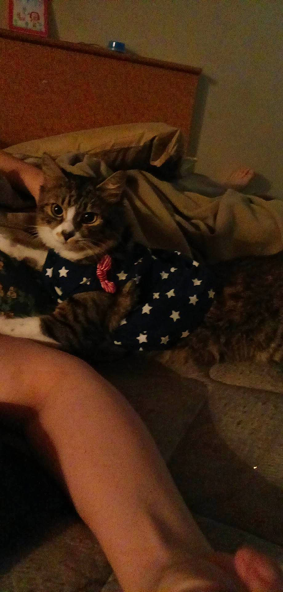 Giggity joined the competition — help win amazing prizes! bed, carnivore, cat, comfort, darkness, domestic_short_haired_cat, felidae, flooring, foot, fur, grey, human_leg, knee, lap, linens, pattern, small_to_medium_sized_cats, thigh, tints_and_shades, whiskers