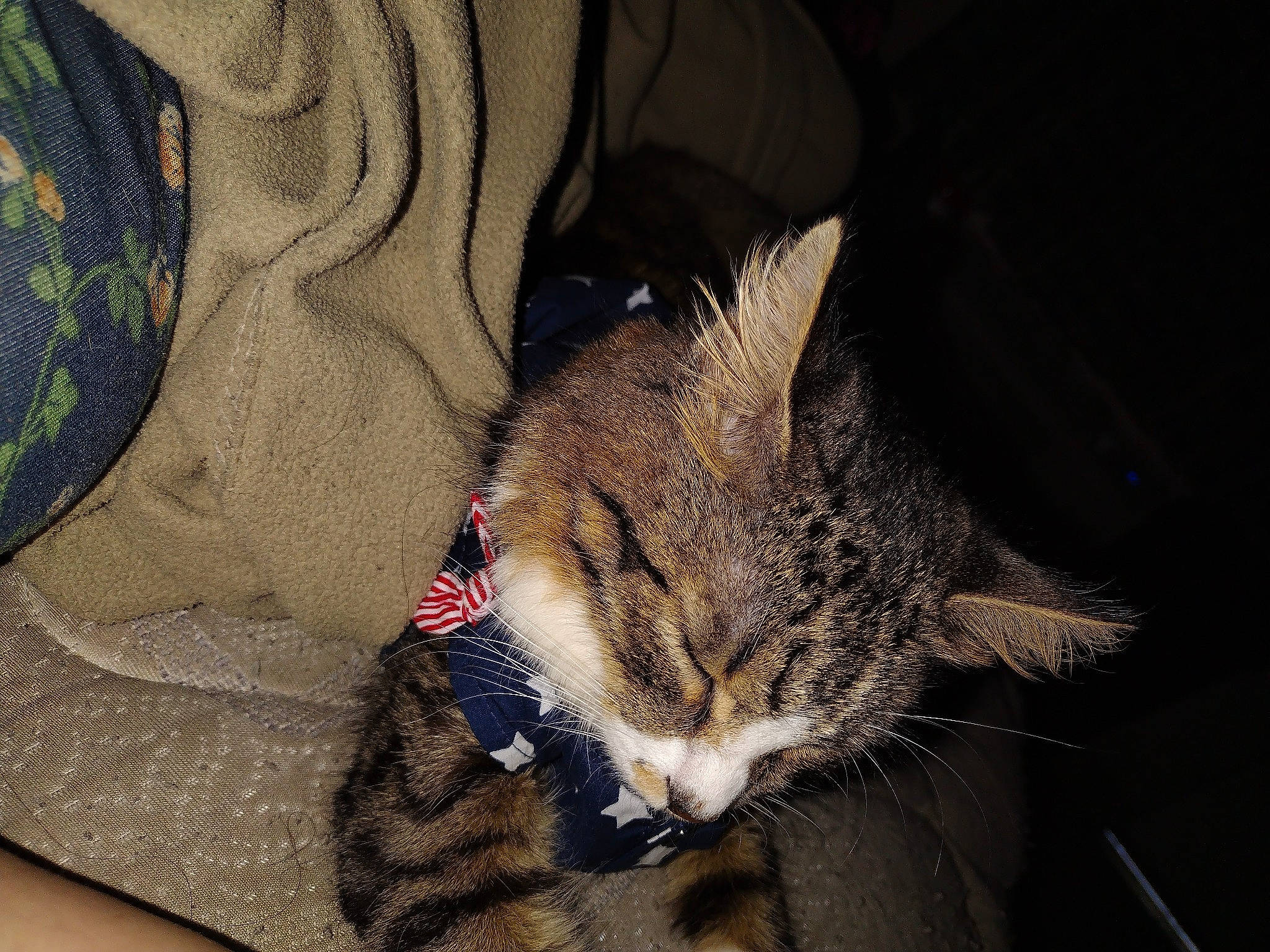 Giggity is registered to the contest to win money with this photo: carnivore, cat, claw, comfort, domestic_short_haired_cat, felidae, fur, linens, nap, paw, sleep, small_to_medium_sized_cats, snout, tail, terrestrial_animal, whiskers, wildlife