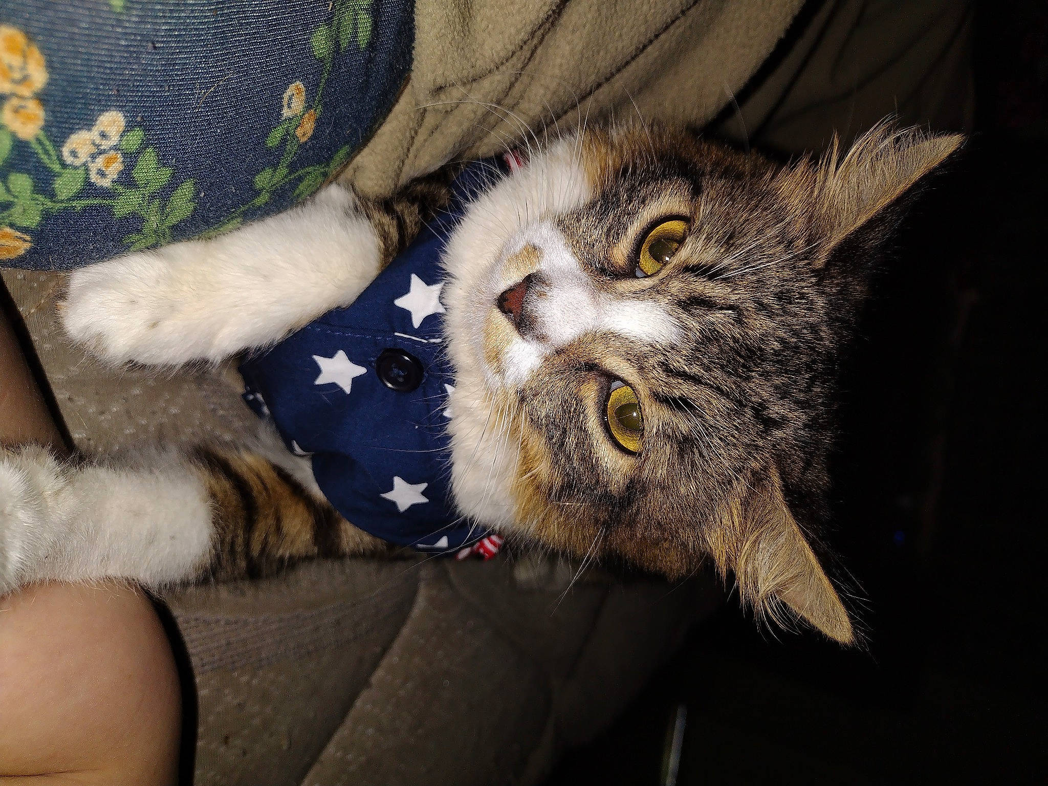 Giggity is registered to the contest to win money with this photo: carnivore, cat, claw, comfort, domestic_short_haired_cat, eye, felidae, fur, paw, small_to_medium_sized_cats, snout, tail, terrestrial_animal, whiskers