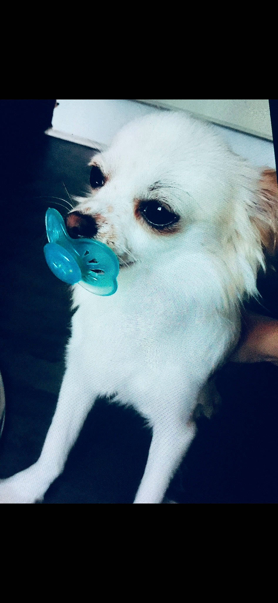 Noki participe au concours pour gagner de l'argent avec cette photo : canidae, carnivore, companion_dog, dog, dog_breed, dog_supply, electric_blue, fur, non_sporting_group, pet_supply, snout, sporting_group, toy_dog, working_animal