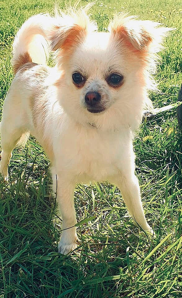 Noki participe au concours pour gagner de l'argent avec cette photo : canidae, carnivore, chihuahua, companion_dog, corgi_chihuahua, dog, dog_breed, dog_supply, fawn, fur, grass, plant, puppy, russkiy_toy, snout, sporting_group, terrestrial_animal, toy_dog, whiskers, wildlife