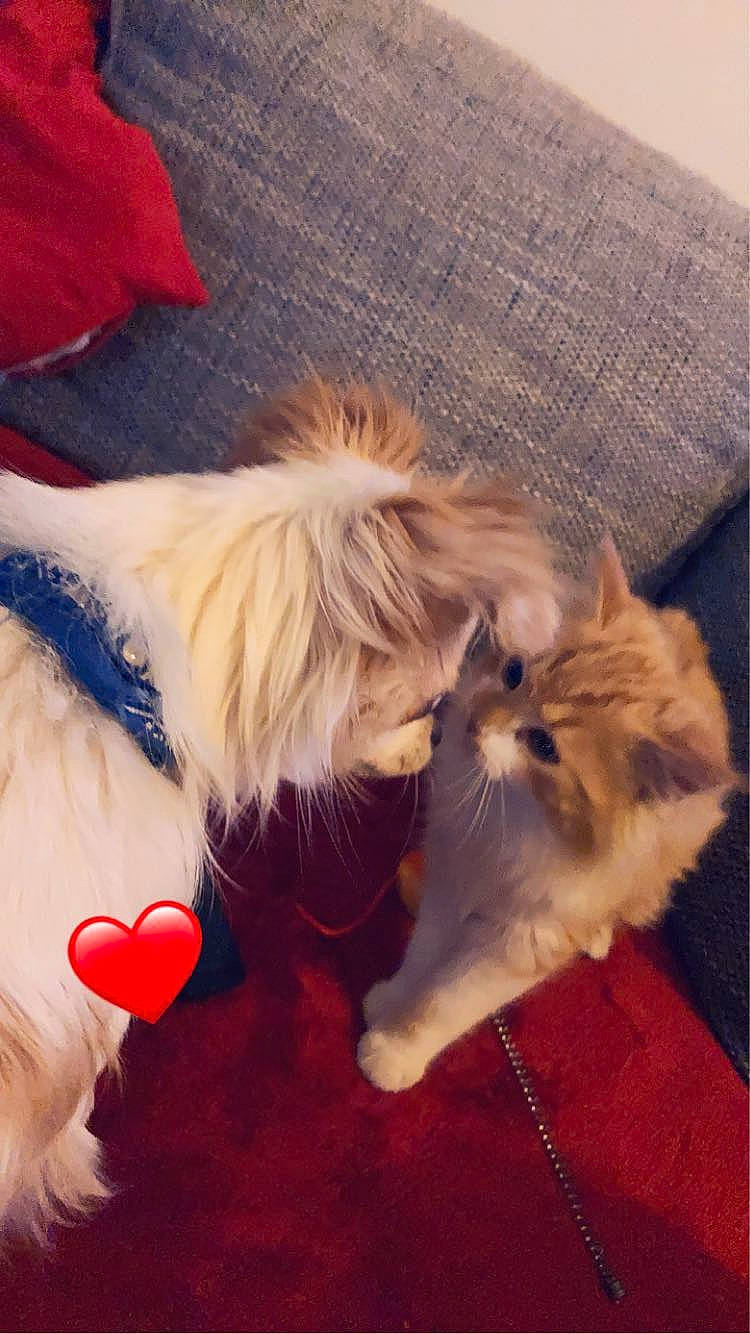 Noki a rejoint le concours — aidez-le/la à gagner de superbes lots ! canidae, carmine, carnivore, cat, comfort, companion_dog, dog_breed, dog_supply, fawn, felidae, fur, paw, small_terrier, small_to_medium_sized_cats, sporting_group, tail, textile, toy, toy_dog, whiskers