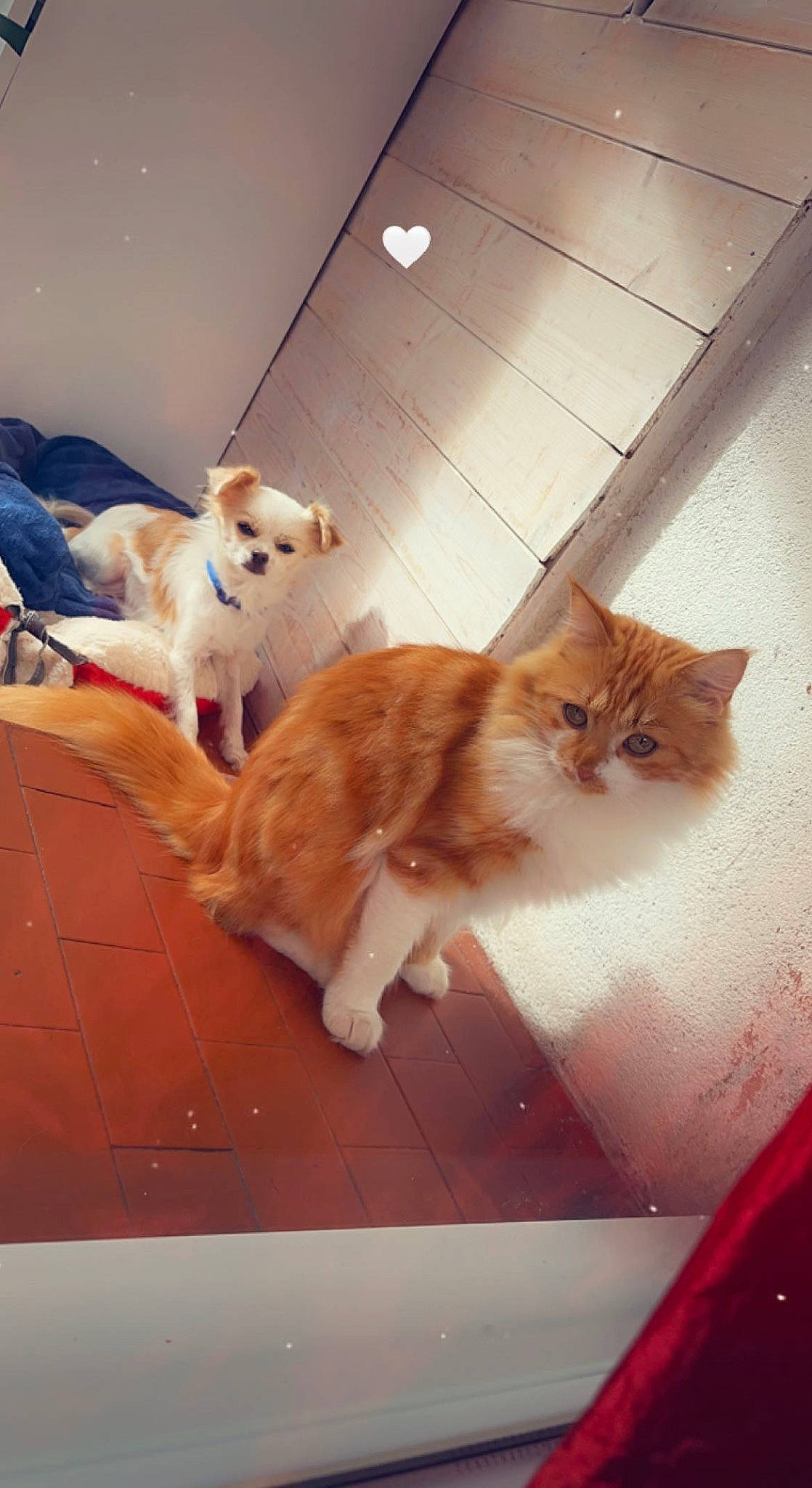 Noki a rejoint le concours — aidez-le/la à gagner de superbes lots ! brown, carnivore, cat, companion_dog, domestic_short_haired_cat, fawn, felidae, floor, flooring, fur, hardwood, line, mammal, room, small_to_medium_sized_cats, tail, tints_and_shades, vertebrate, whiskers, wood