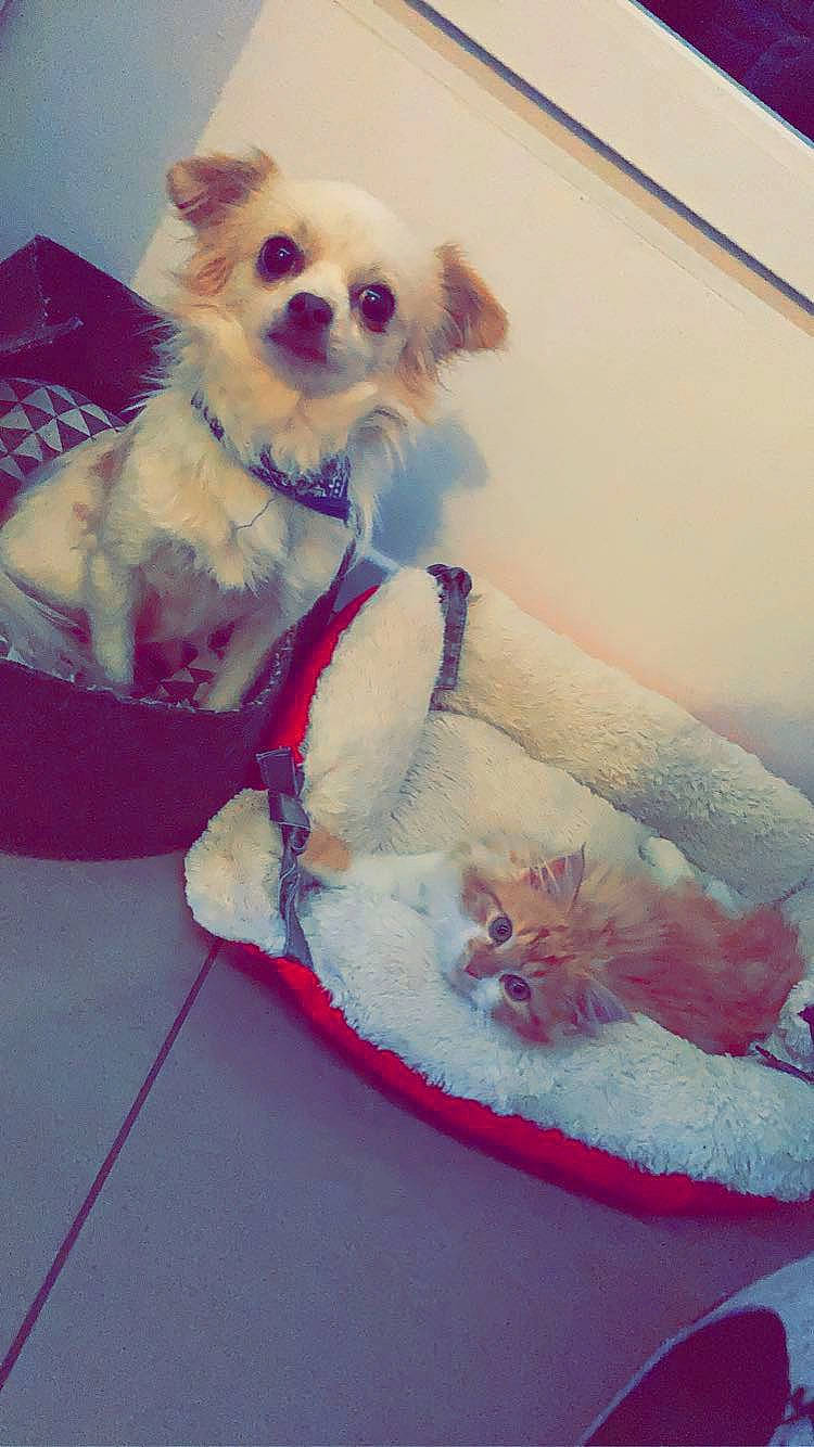 Simba a rejoint le concours — aidez-le/la à gagner de superbes lots ! carnivore, collar, companion_dog, dog, dog_breed, dog_clothes, dog_collar, dog_supply, fawn, felidae, fur, pet_supply, pink, small_terrier, sunglasses, tail, toy, toy_dog, whiskers, working_animal