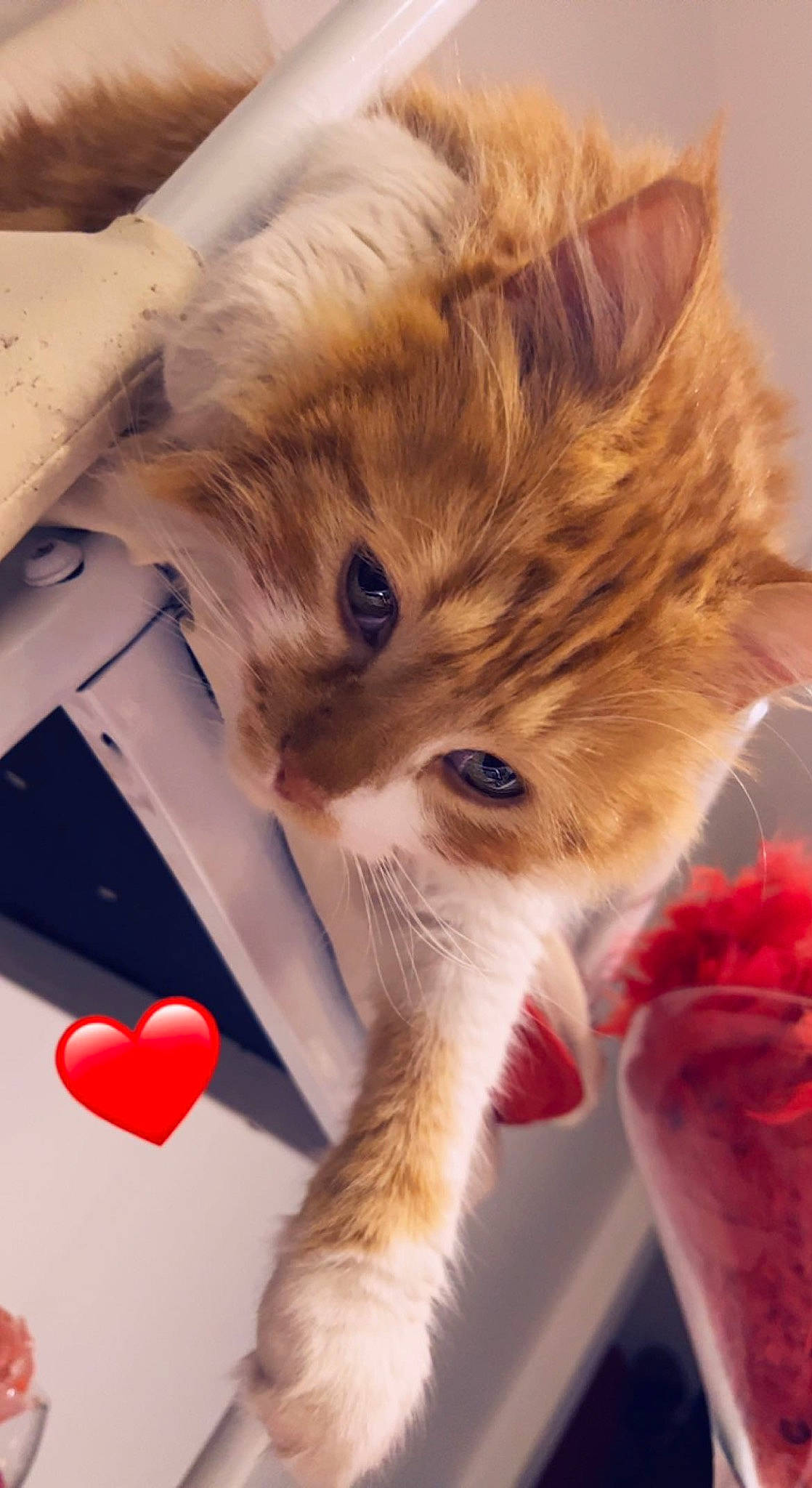 Simba a rejoint le concours — aidez-le/la à gagner de superbes lots ! carmine, carnivore, cat, claw, domestic_short_haired_cat, fawn, felidae, fur, paw, small_to_medium_sized_cats, snout, tail, whiskers, window