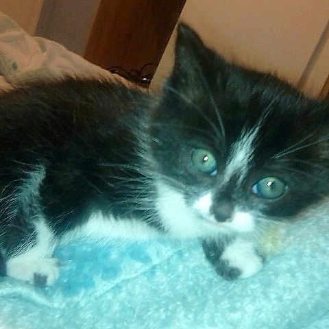 Channel a rejoint le concours — aidez-le/la à gagner de superbes lots ! carnivore, cat, cymric, domestic_long_haired_cat, domestic_short_haired_cat, european_shorthair, felidae, fur, kitten, mammal, munchkin, norwegian_forest_cat, ojos_azules, polydactyl_cat, ragamuffin, siberian, small_to_medium_sized_cats, snout, vertebrate, whiskers