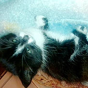 Channel participe au concours pour gagner de l'argent avec cette photo : black_cat, carnivore, cat, felidae, kitten, norwegian_forest_cat, paw, polydactyl_cat, small_to_medium_sized_cats, snout, tail, whiskers