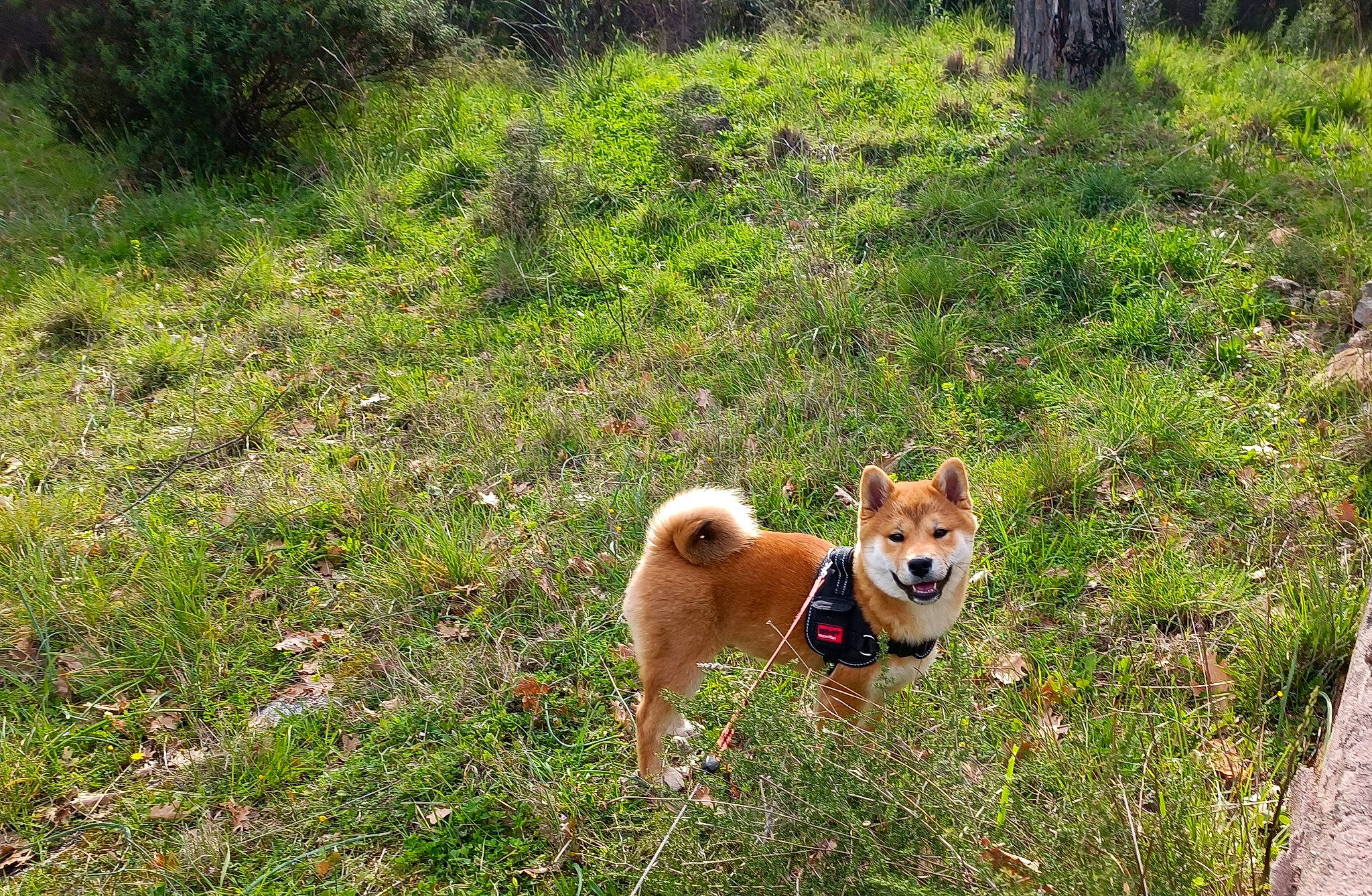 Pumba a rejoint le concours — aidez-le/la à gagner de superbes lots ! canidae, carnivore, companion_dog, dingo, dog, dog_breed, dog_supply, fawn, grass, grassland, groundcover, hunting_dog, non_sporting_group, plant, spitz, sporting_group, tail, terrestrial_animal, working_animal