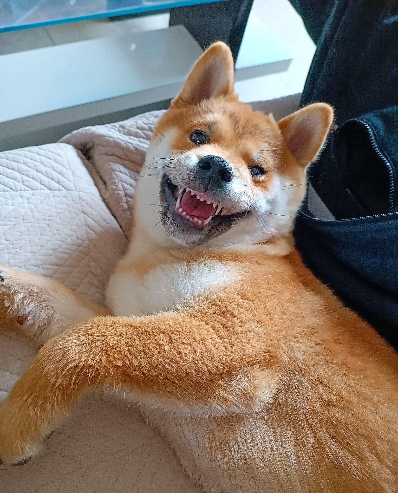 Pumba a rejoint le concours — aidez-le/la à gagner de superbes lots ! ancient_dog_breeds, canidae, carnivore, collar, companion_dog, dog, dog_breed, fawn, fur, kitchen_appliance, non_sporting_group, snout, sporting_group, tail, terrestrial_animal, whiskers, working_animal