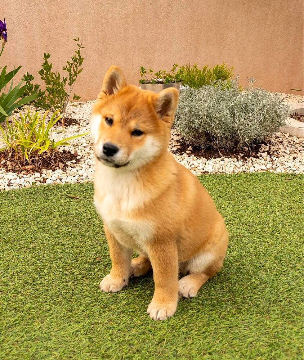 Pumba participe au concours pour gagner de l'argent avec cette photo : ancient_dog_breeds, canidae, carnivore, companion_dog, dog, dog_breed, grass, groundcover, non_sporting_group, plant, spitz, sporting_group, tail, terrestrial_animal, working_animal, working_dog