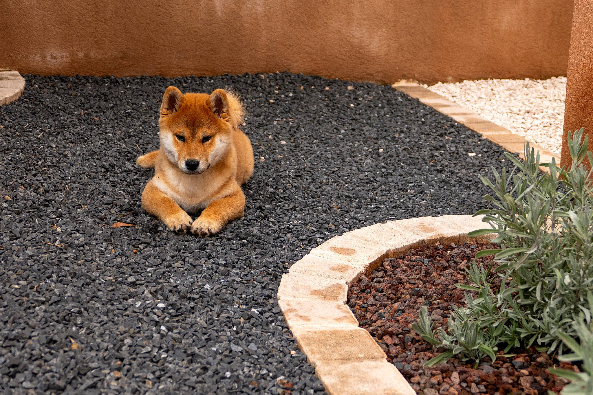 Pumba a rejoint le concours — aidez-le/la à gagner de superbes lots ! asphalt, canidae, carnivore, companion_dog, dog, dog_breed, dog_supply, fawn, flooring, grass, groundcover, plant, road_surface, sidewalk, snout, soil, spitz, sporting_group, tail, toy_dog