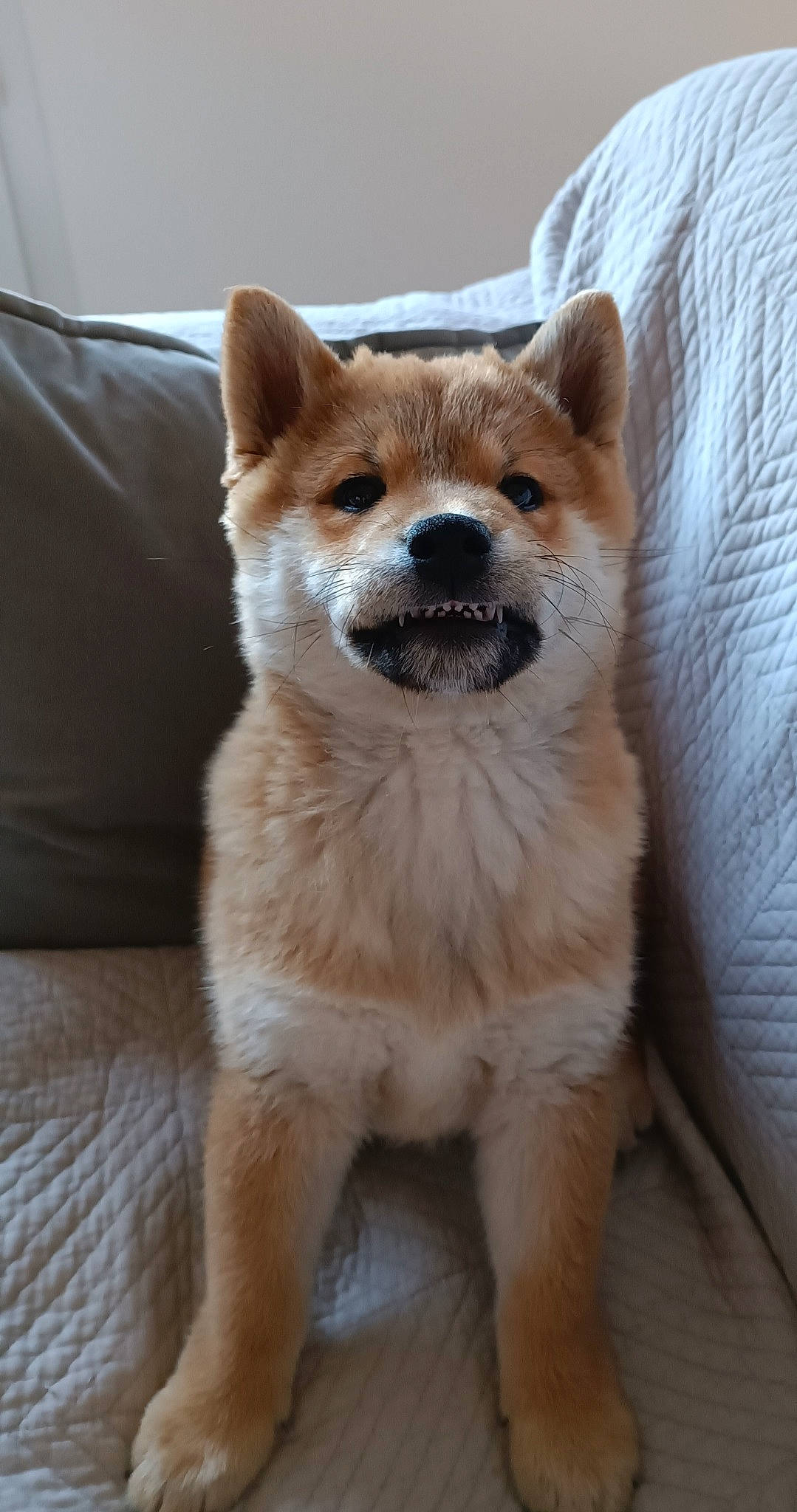 Pumba participe au concours pour gagner de l'argent avec cette photo : ancient_dog_breeds, canidae, carnivore, collar, companion_dog, dog, dog_breed, fawn, fur, non_sporting_group, puppy, sleeper_chair, snout, sporting_group, tail, terrestrial_animal, whiskers, wildlife, working_animal, working_dog