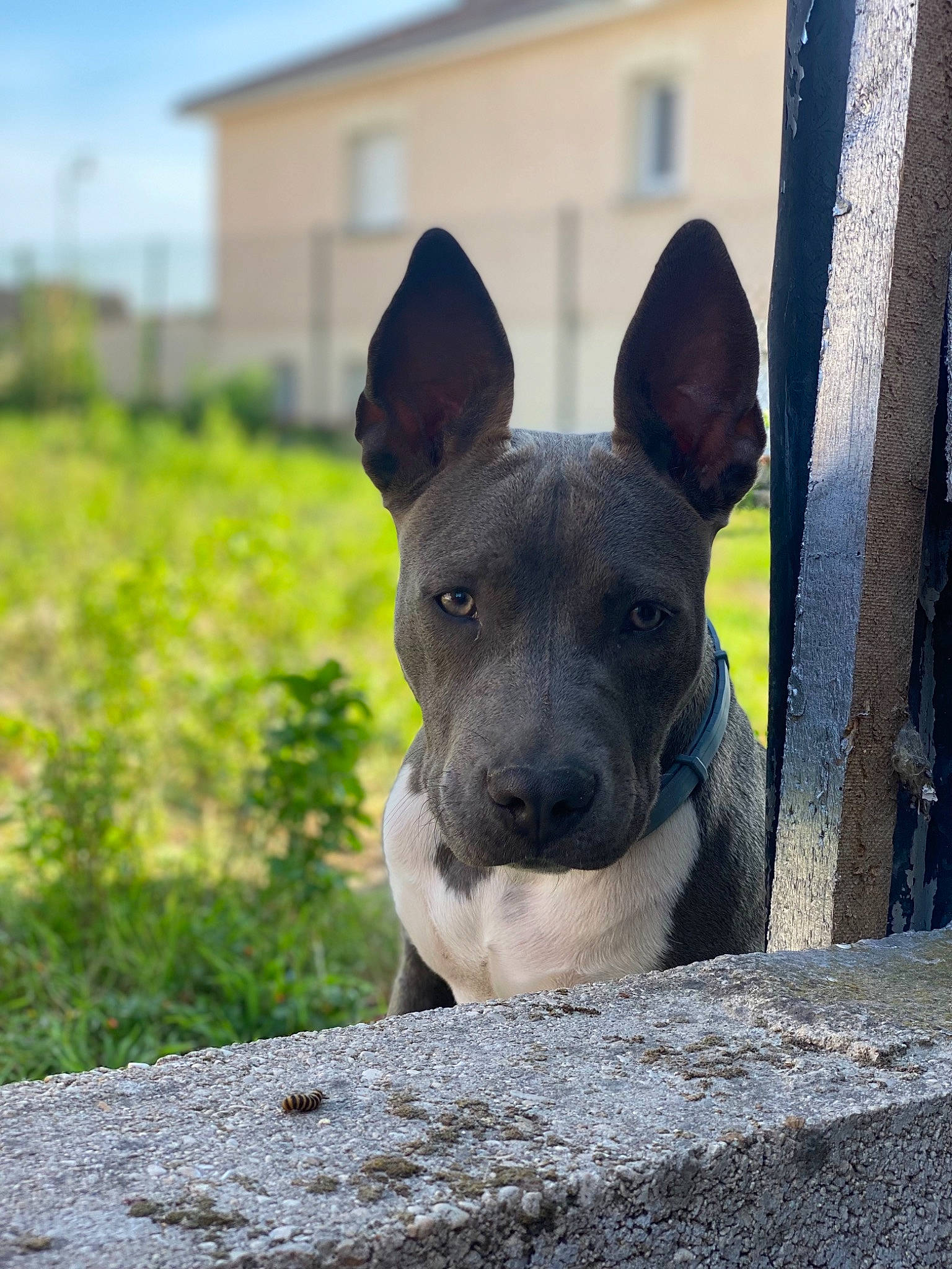 Saika participe au concours pour gagner de l'argent avec cette photo : canidae, carnivore, collar, companion_dog, dog, dog_breed, fawn, grass, non_sporting_group, plant, sky, snout, sporting_group, terrestrial_animal, whiskers, working_animal, working_dog