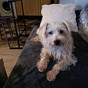 Kokin a rejoint le concours — aidez-le/la à gagner de superbes lots ! dog, pet, indoor, blanket, pillow, furniture, floor, wooden, cozy, fur, animal, relaxed, cute, laying, household, living_room, domestic, companion, curly_fur, small_dog