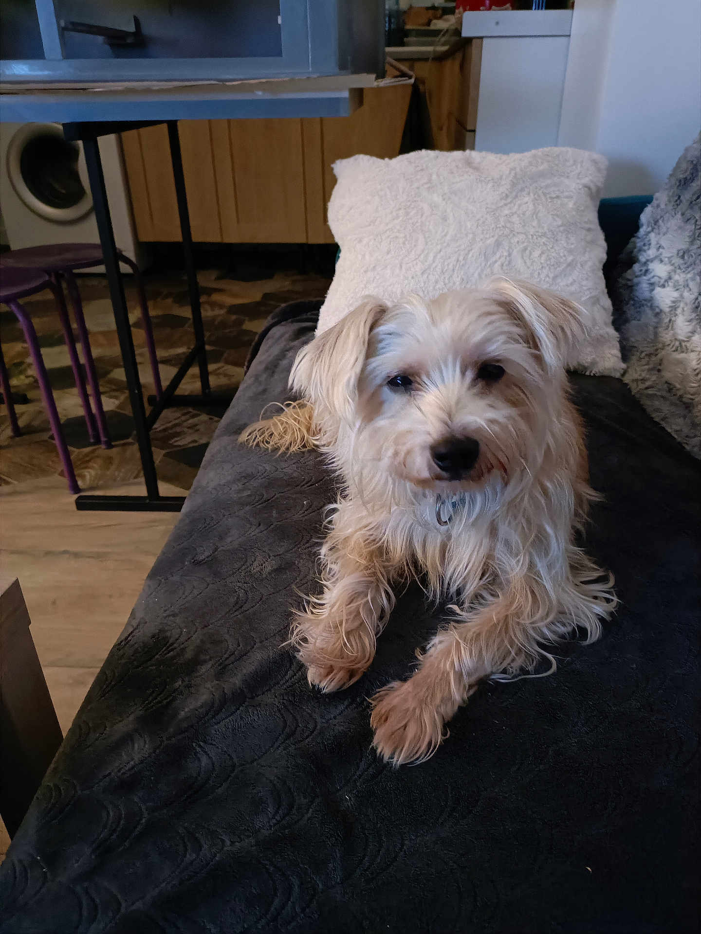 Kokin a rejoint le concours — aidez-le/la à gagner de superbes lots ! dog, pet, indoor, blanket, pillow, furniture, floor, wooden, cozy, fur, animal, relaxed, cute, laying, household, living_room, domestic, companion, curly_fur, small_dog