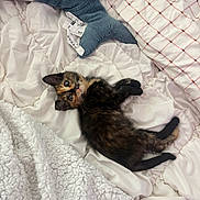 Princess Pebbleness is registered to the contest to win money with this photo: kitten, cat, tortoiseshell, bed, blanket, plush_toy, whale_toy, soft_texture, cozy, sleeping_area, pet, animal, cute, fur, indoor, resting, looking, small, young, domestic