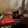 kitten, cat, box, ramen, noodles, food_packaging, indoor, curious, pet, animal, wall, power_outlet, cord, container, plastic_wrap, brown_paper_bag, table, close_up, cute, small
