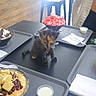 kitten, table, dessert, food, bowl, person, napkin, spoon, black_table, indoor, curious, small_animal, fruit, strawberry, mango, chocolate, cream, casual_clothing, tray, cafe