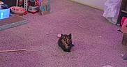 Princess Pebbleness is registered to the contest to win money with this photo: bag, carpet, cat, container, cozy, curious, cute, feline, floor, household, indoor, kitten, pet_food, pet_toy, playful, purple_lighting, scratching_pad, small_animal, toy, young_cat