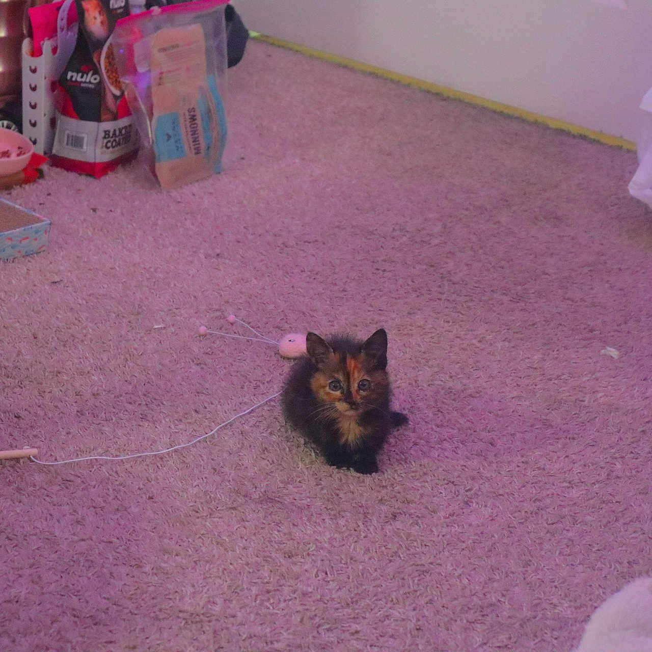 Princess Pebbleness