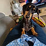Azalée participe au concours pour gagner de l'argent avec cette photo : black_and_tan, blue_shirt, couch, curious, dachshund, dog, fan, floor, foot, head_tilt, human, indoor, jeans, lap, living_room, pet, polka_dots, puppy, television, toy
