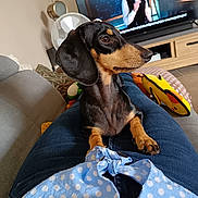 Azalée a rejoint le concours — aidez-le/la à gagner de superbes lots ! animal, black_and_tan, blue_shirt, casual, companion, couch, dachshund, dog, fan, indoor, jeans, lap, living_room, pet, polka_dot, relaxing, side_view, television, toy, wooden_furniture