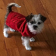 Mela is registered to the contest to win money with this photo: dog, puppy, red_sweater, wooden_floor, pet, small_dog, fluffy, curious, indoor, canine, cute, fur, tail, standing, knitted_clothing, animal, companion, domestic, looking, adorable