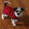 dog, puppy, red_sweater, wooden_floor, pet, small_dog, fluffy, curious, indoor, canine, cute, fur, tail, standing, knitted_clothing, animal, companion, domestic, looking, adorable