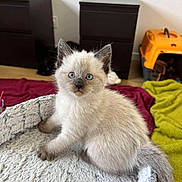 Aya participe au concours pour gagner de l'argent avec cette photo : animal, blanket, blue_eyes, cat, curious, cute, domestic, floor, fur, furniture, indoor, kitten, orange_carrier, pet, pet_bed, siamese, small, tail, whiskers, young