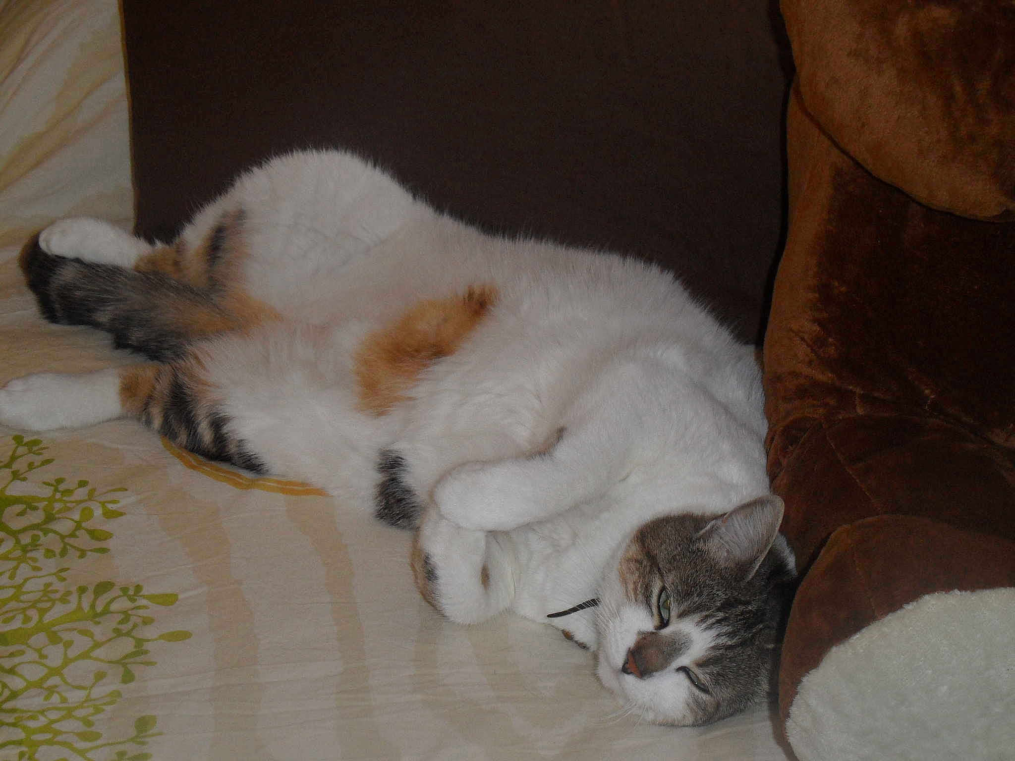Feline